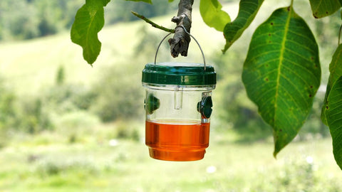 Genius Ideas Solar Powered Insect Trap